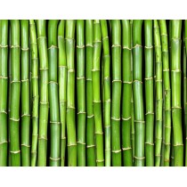 bamboo