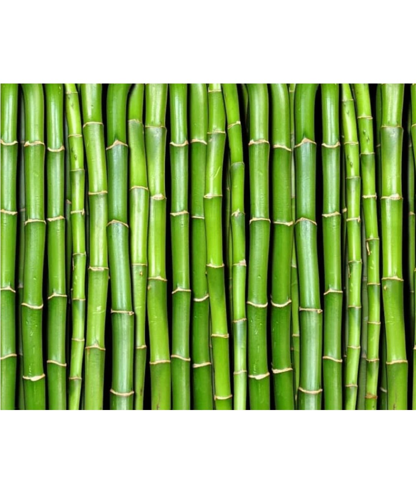 bamboo