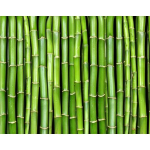 bamboo